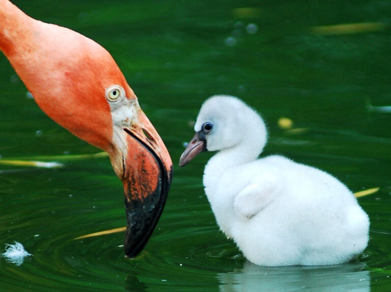 The Secret Lives of Words: Florida’s flamboyant flamingos