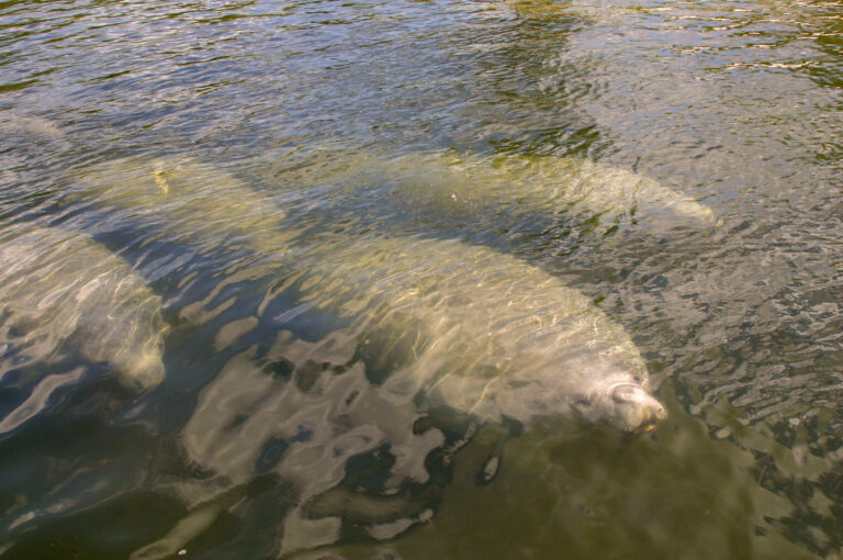 Go slow, look out below for manatees