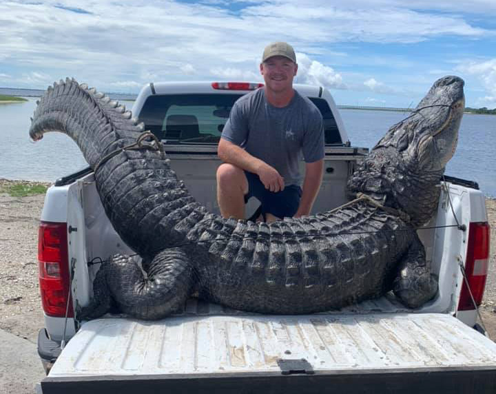 Applications for alligator harvest permits now open