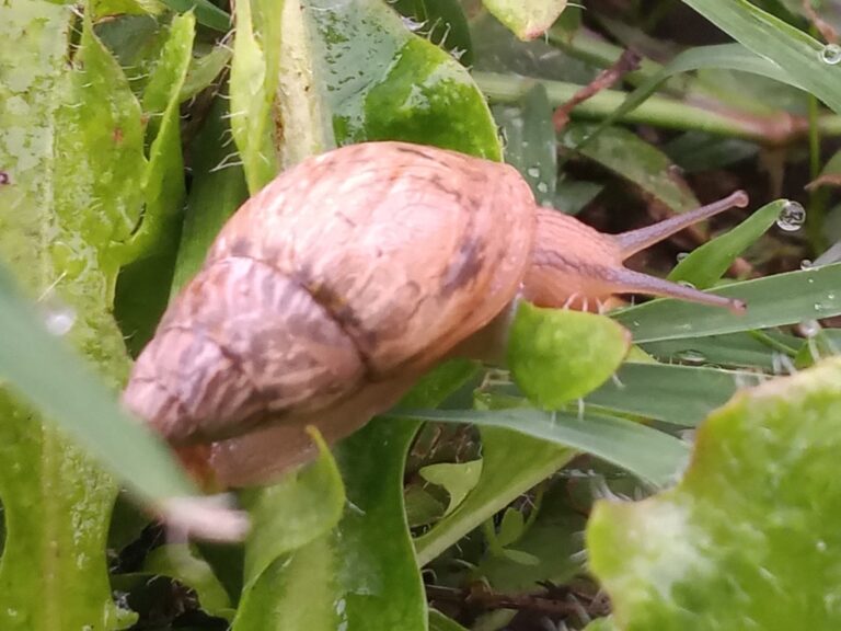 Snails running rampant across Panhandle