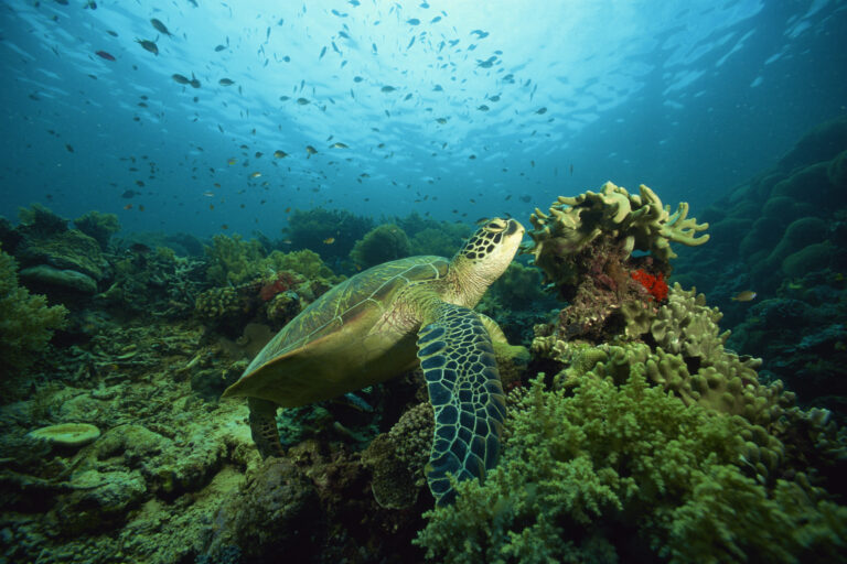 Learn about sea turtles Tuesday