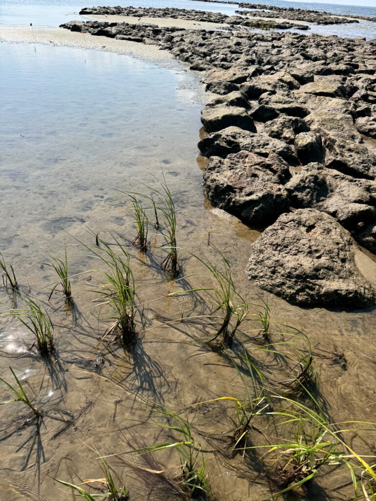 Living shorelines to the rescue