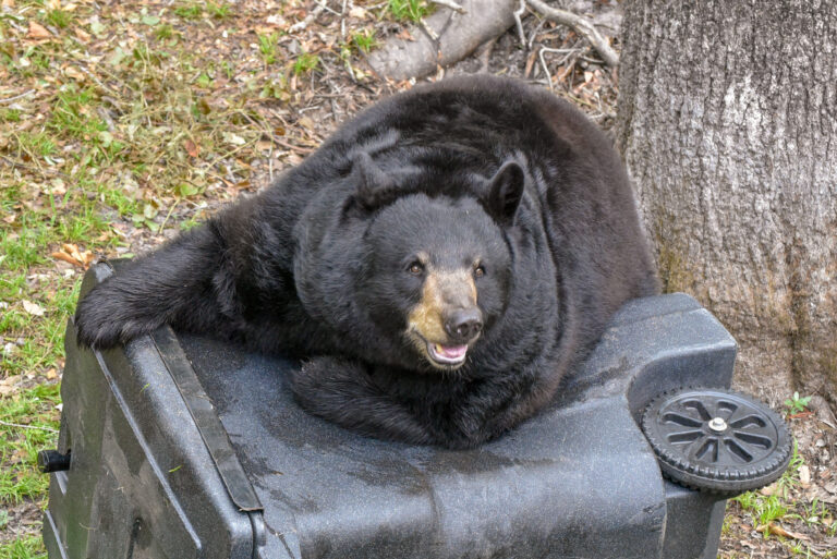Spring is time to start being BearWise