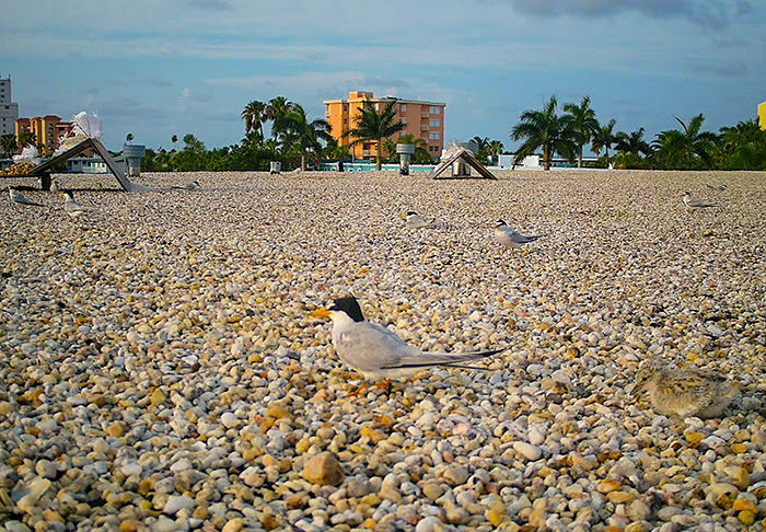 Building owners host rooftop-nesting shorebirds